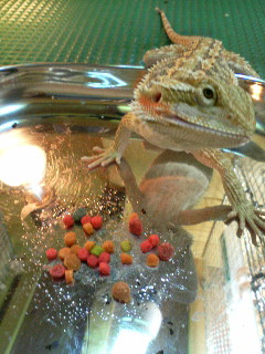 フトアゴフード3