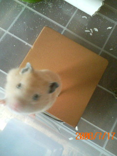 ブレブレゆずしお