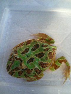 ゴーヤ投薬開始