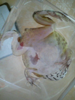 ゴーヤ　治療経過　19日朝