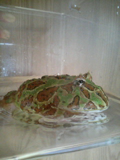 ゴーヤ　治療経過　19日朝　その２