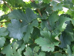 ラッピング2008.9　小布施ワイナリー、 072.JPG