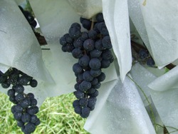 ラッピング2008.9　小布施ワイナリー、 071.JPG