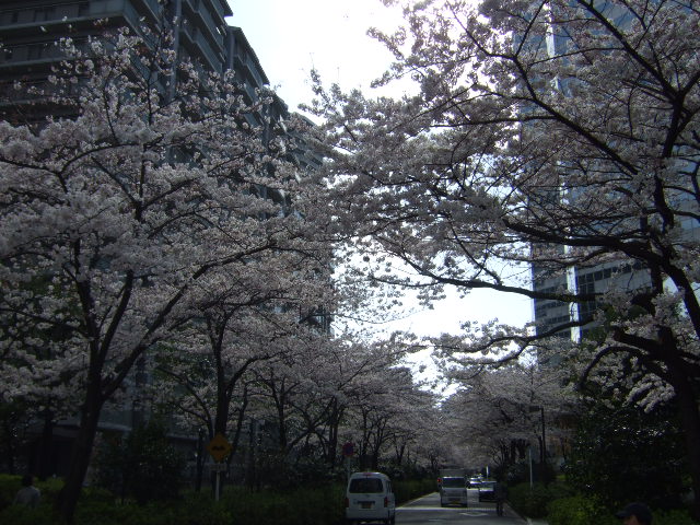 桜3