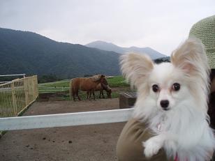 8牧場で馬と.JPG