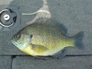 満漢全席7,8 (3).JPG