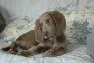 満漢全席9,2 (1).JPG