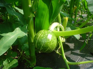 満漢全席8,3 (1).JPG