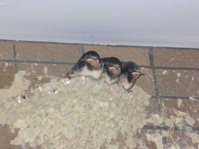 雛夕方には帰って