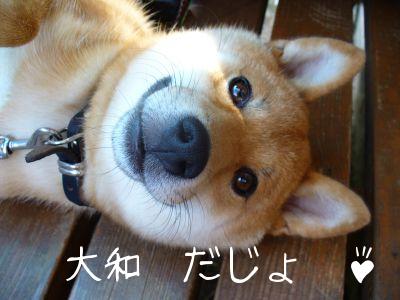 大和だじょ～♪_400