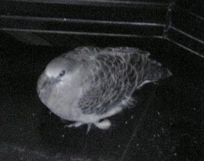 hato.JPG