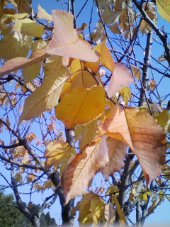 桜の紅葉
