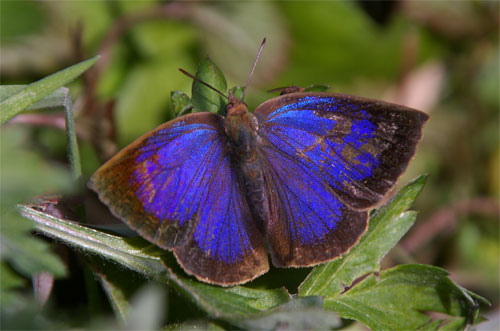 ムラサキシジミ