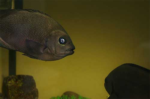 白目になったグレ