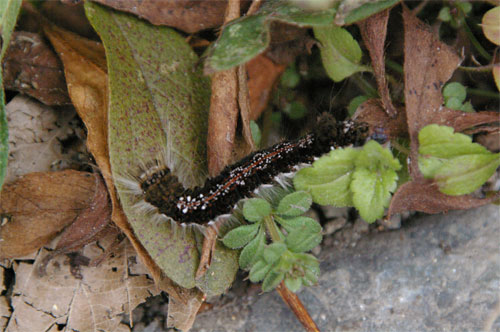 キバラケンモン