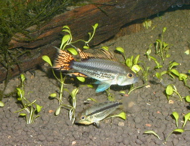 apisto08