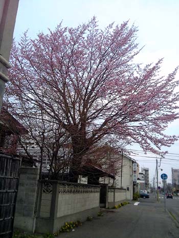 2008年ご近所桜4