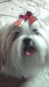 お正月用りぼん付けて