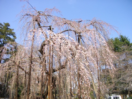 弘法寺伏姫桜2.JPG