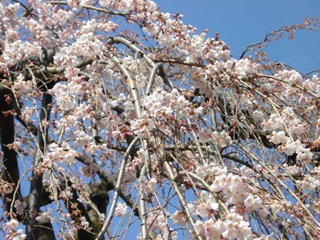 弘法寺伏姫桜3.JPG