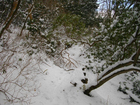 駒ケ岳早雲山～神山登山道4.JPG