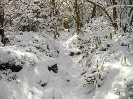 駒ケ岳早雲山～神山登山道6.JPG