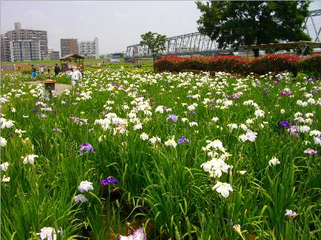 小岩菖蒲園菖蒲.JPG