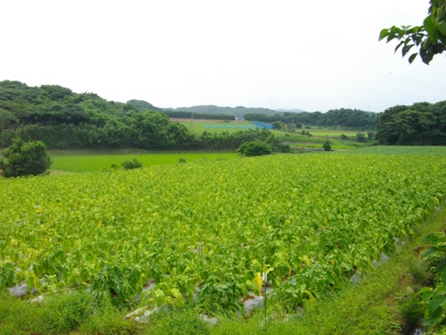 名護屋城陣屋九鬼嘉隆・細川忠興.JPG