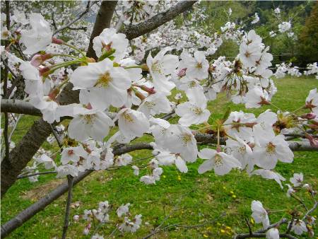 韮山城桜.JPG