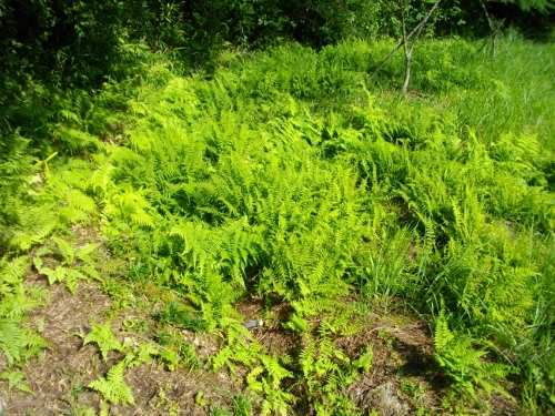長登銅山ヘビノネコザ (500x375).jpg