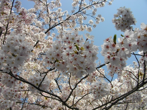 小倉城桜.JPG