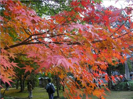 東漸寺紅葉2.JPG