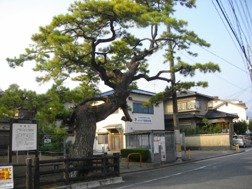 西国街道廿日市宿街道松 (500x375).jpg