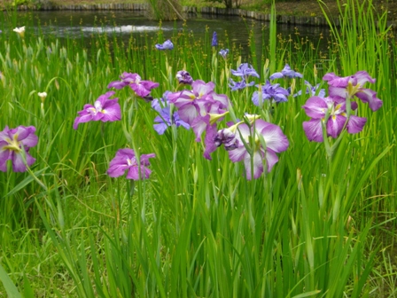 向島百花園花菖蒲.JPG