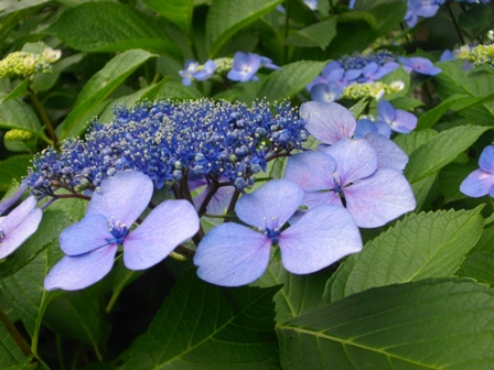 向島百花園ガクアジサイ.JPG