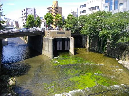 神田川妙正寺川分流.JPG