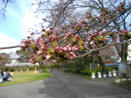 里見公園2.JPG