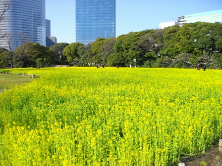 浜離宮お花畑.JPG