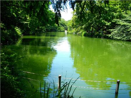 神田川井の頭公園.JPG