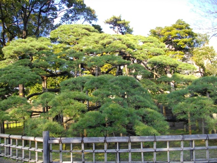 浜離宮三百年の松.JPG