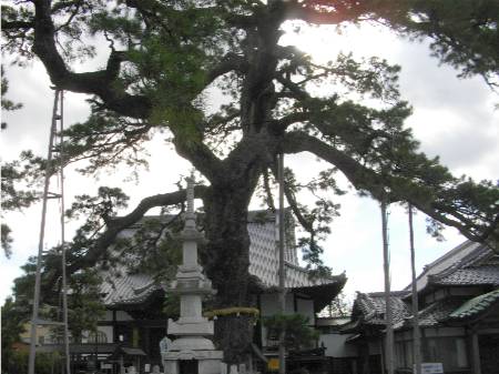 藤枝宿大慶寺久遠の松.JPG