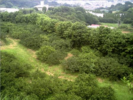 小田原城総構北側空堀跡.JPG