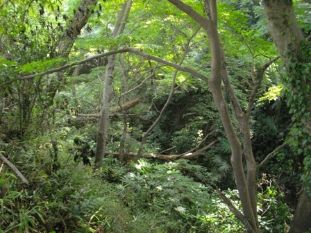 佐倉城本丸空堀.JPG