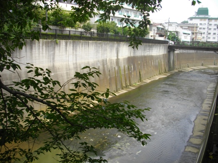 金剛寺石神井川.JPG