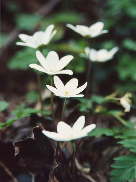 ゆき割りそう.jpg