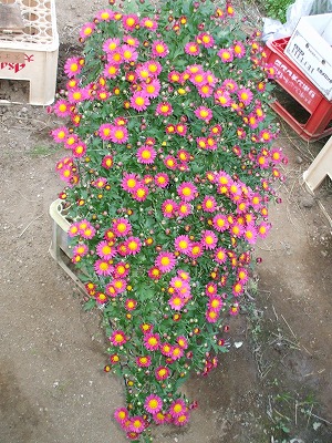 花車