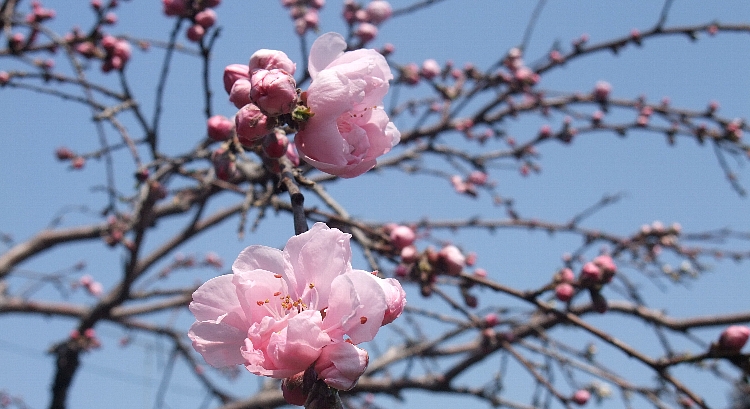 ピンクの花桃の開花2011.jpg