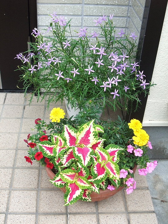 2011玄関の花（６月）.jpg