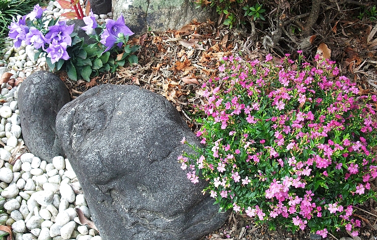 2011.6月の花壇３.jpg