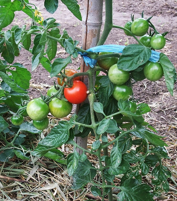 畑のミニトマト.jpg